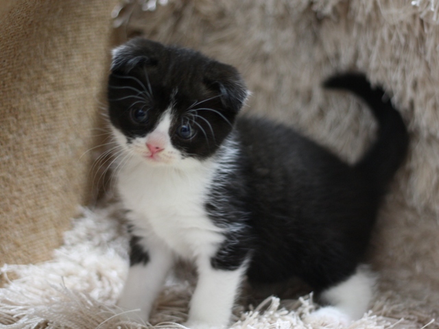 スコティッシュフォールドの子猫画像