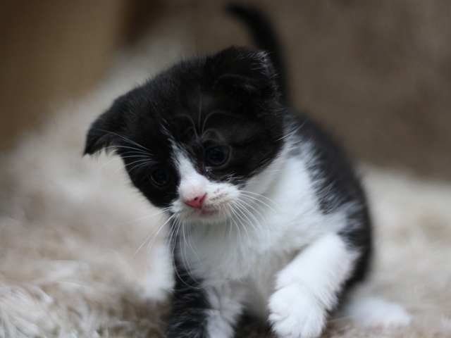スコティッシュフォールドの子猫画像