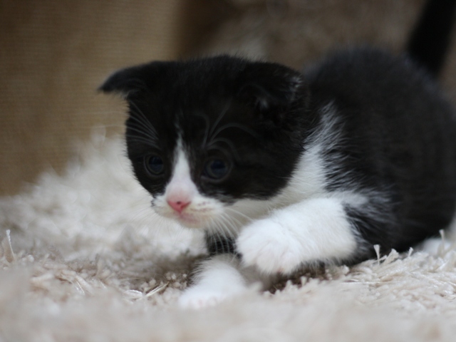 スコティッシュフォールドの子猫画像