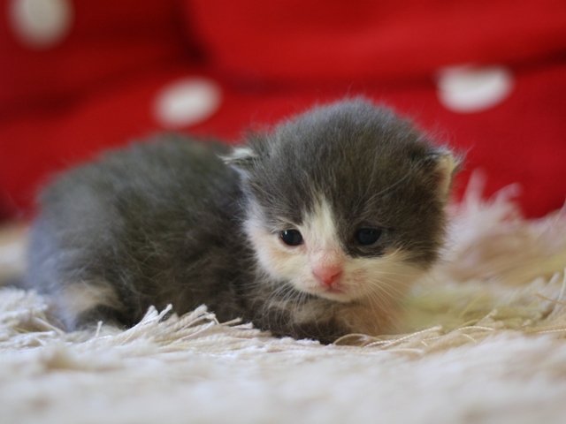 スコティッシュフォールドの子猫画像