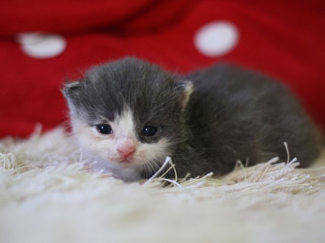 スコティッシュフォールドの子猫画像