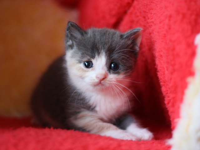 スコティッシュフォールドの子猫画像
