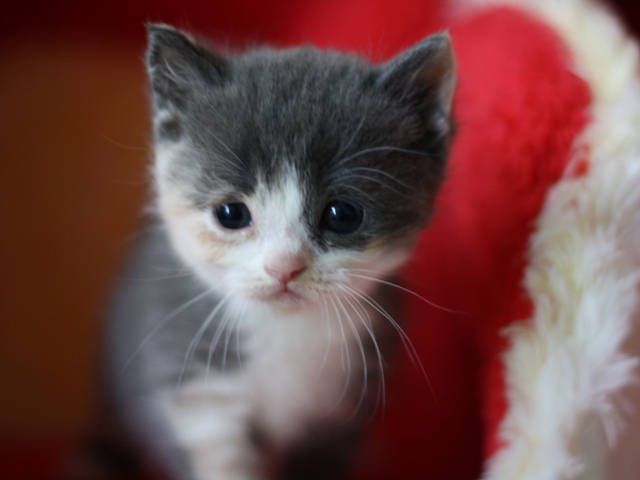 スコティッシュフォールドの子猫画像