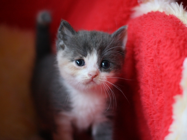 スコティッシュフォールドの子猫画像