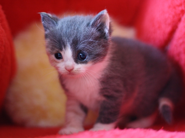 スコティッシュフォールドの子猫画像