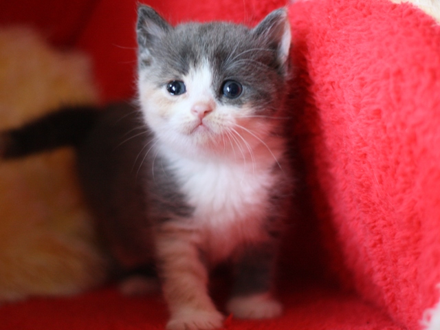 スコティッシュフォールドの子猫画像
