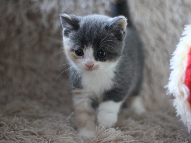 スコティッシュフォールドの子猫画像