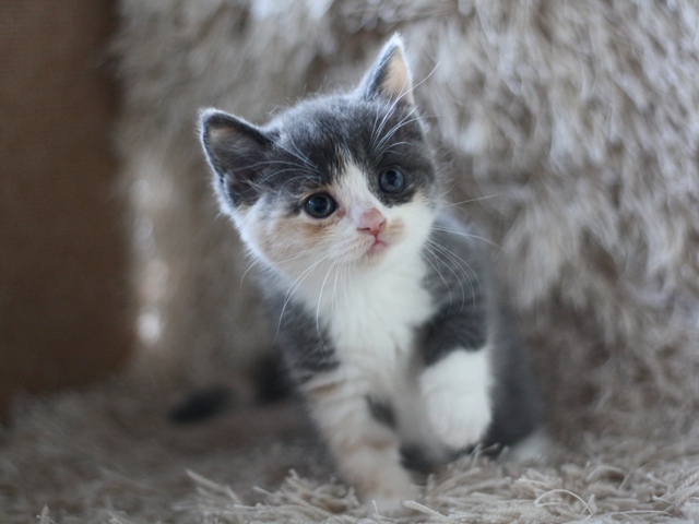 スコティッシュフォールドの子猫画像