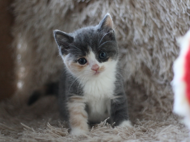 スコティッシュフォールドの子猫画像
