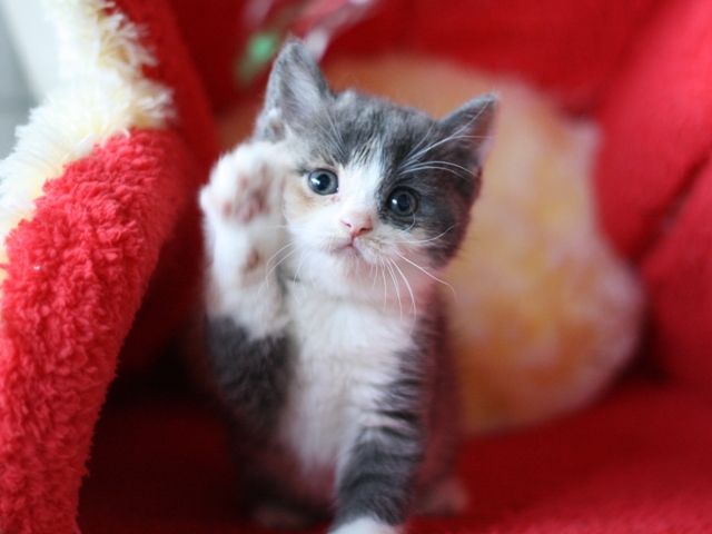 スコティッシュフォールドの子猫画像