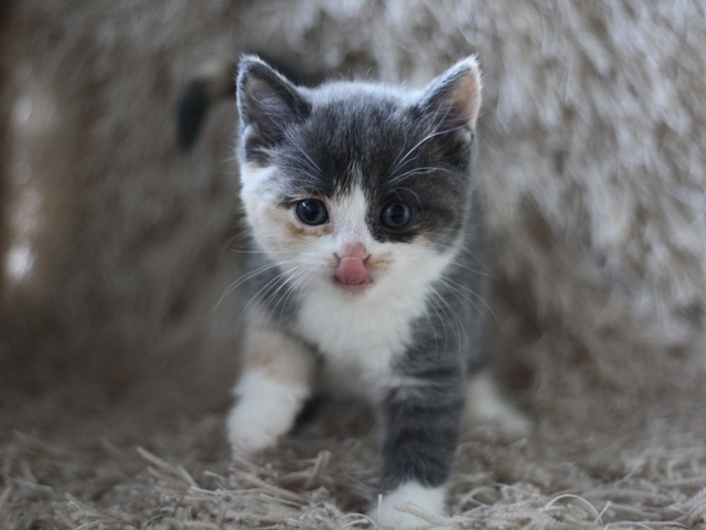 スコティッシュフォールドの子猫画像