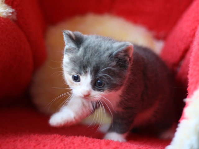 スコティッシュフォールドの子猫画像