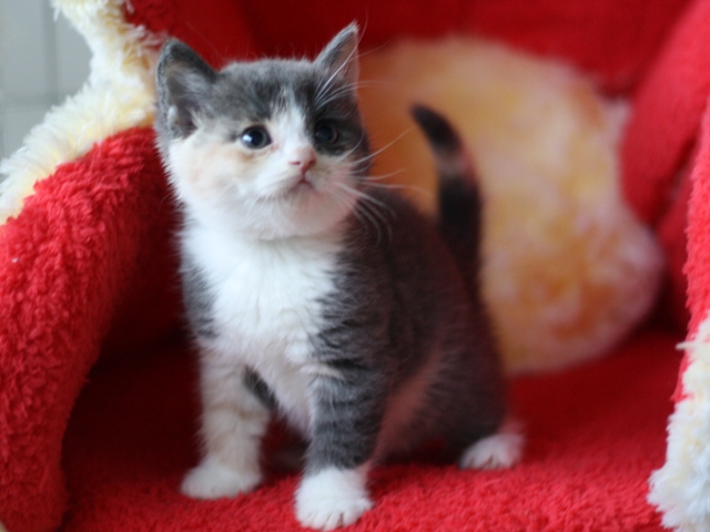 スコティッシュフォールドの子猫画像