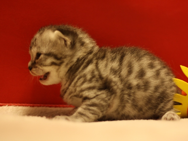 スコティッシュフォールドの子猫