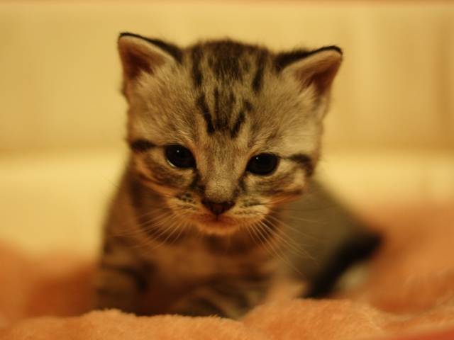 スコティッシュフォールドの子猫画像