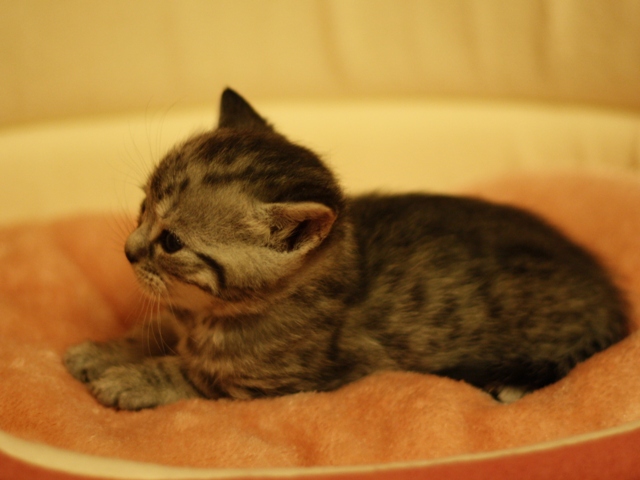 スコティッシュフォールドの子猫