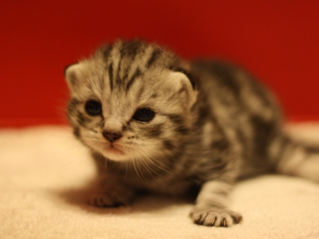 スコティッシュフォールドの子猫