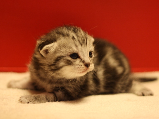 スコティッシュフォールドの子猫