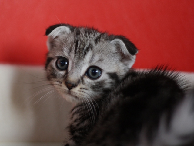 スコティッシュフォールドの子猫画像