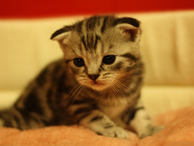スコティッシュフォールドの子猫