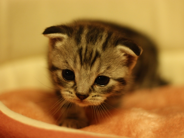 スコティッシュフォールドの子猫