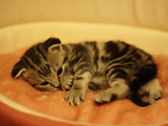 スコティッシュフォールドの子猫