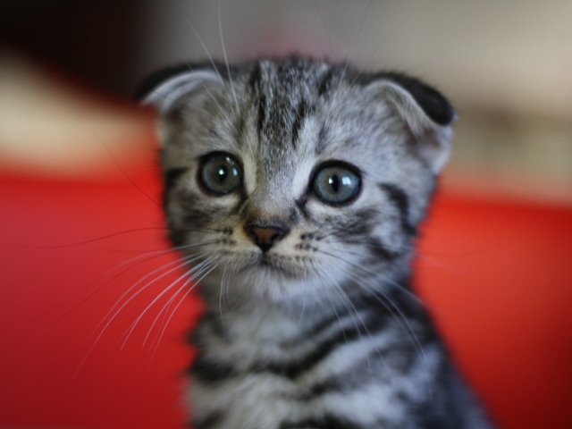 スコティッシュフォールドの子猫画像
