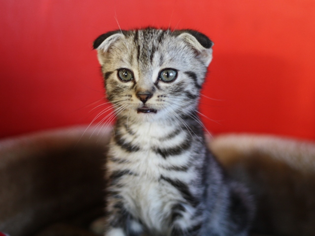 スコティッシュフォールドの子猫画像