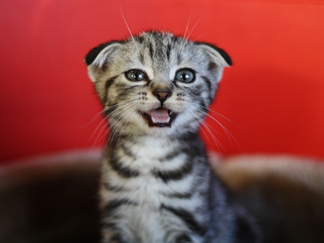 スコティッシュフォールドの子猫画像