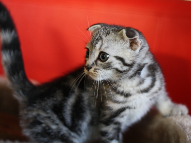 スコティッシュフォールドの子猫画像