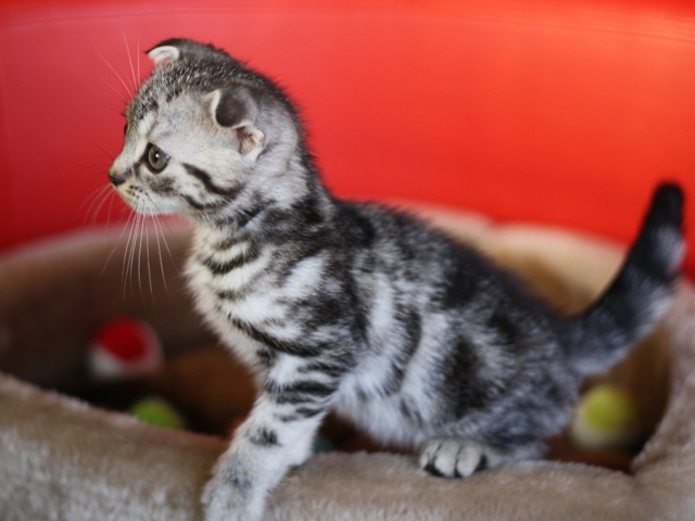 スコティッシュフォールドの子猫画像