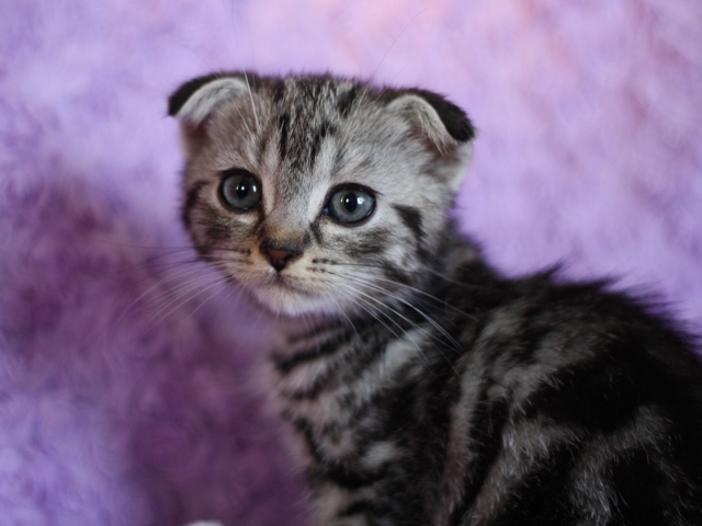 スコティッシュフォールドの子猫画像
