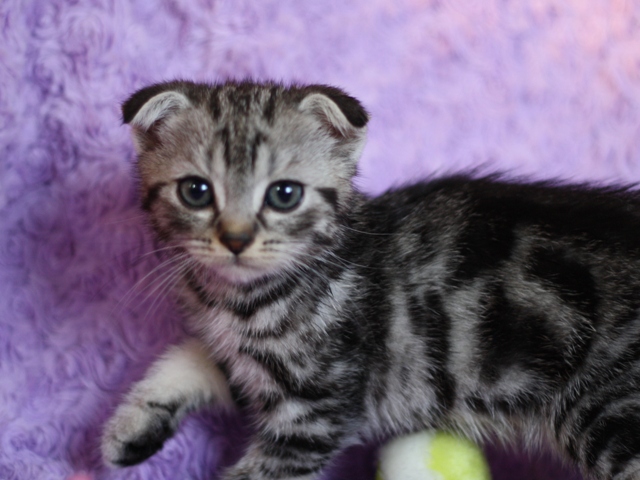 スコティッシュフォールドの子猫画像