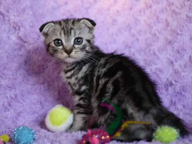 スコティッシュフォールドの子猫画像