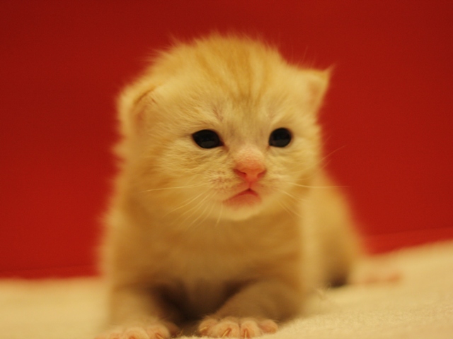 スコティッシュフォールドの子猫