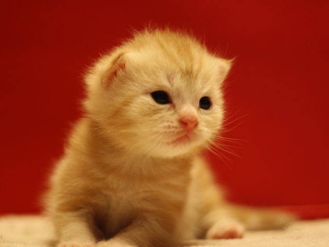 スコティッシュフォールドの子猫