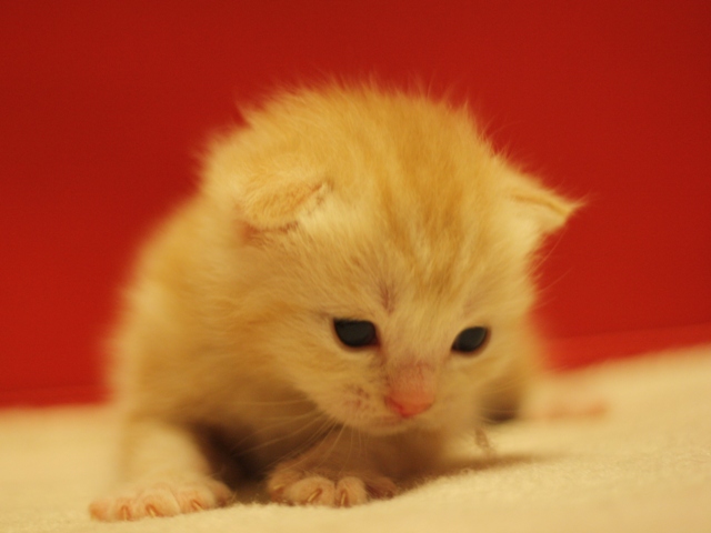 スコティッシュフォールドの子猫