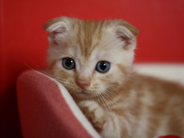 スコティッシュフォールドの子猫画像