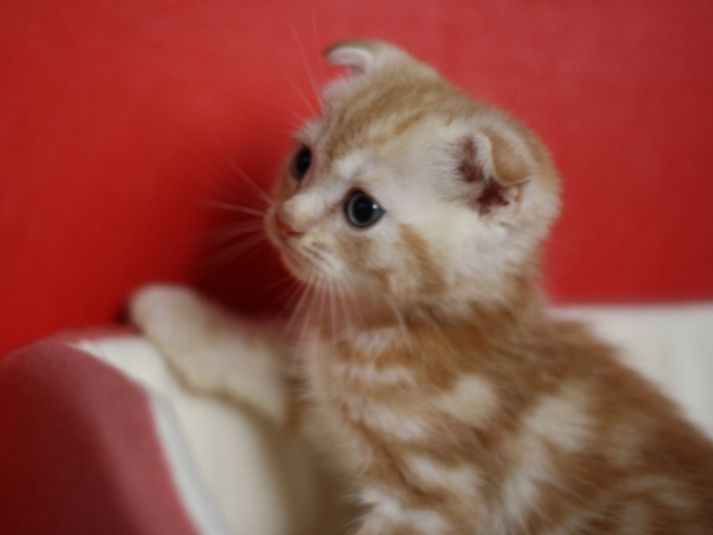 スコティッシュフォールドの子猫画像