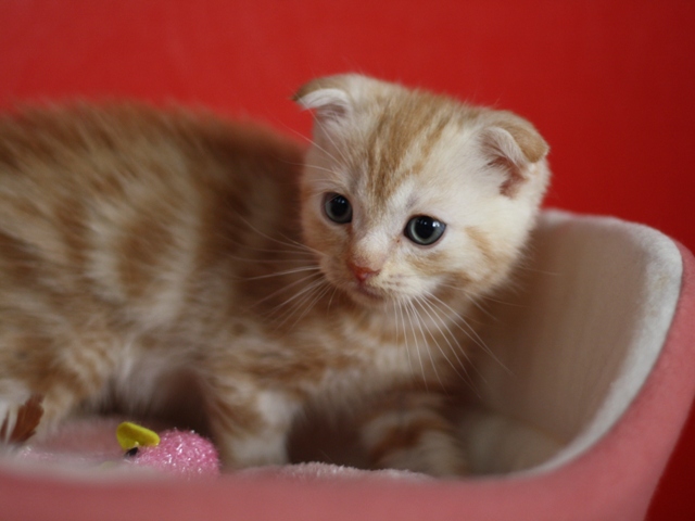 スコティッシュフォールドの子猫画像