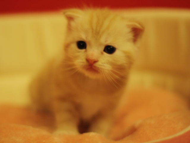 スコティッシュフォールドの子猫