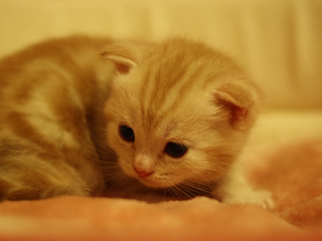 スコティッシュフォールドの子猫