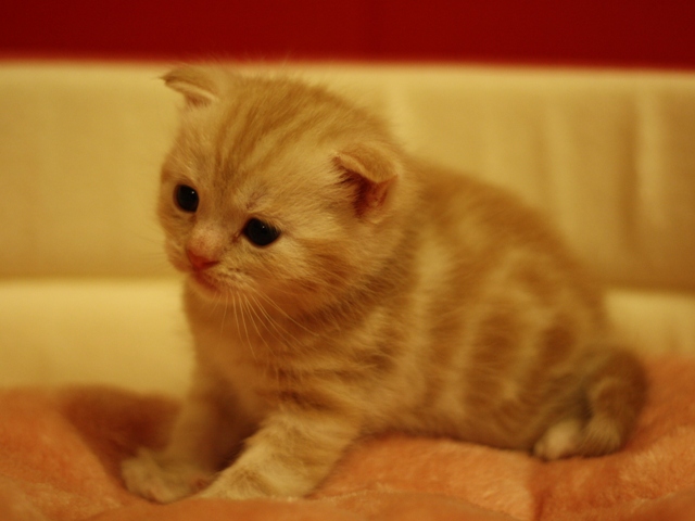 スコティッシュフォールドの子猫