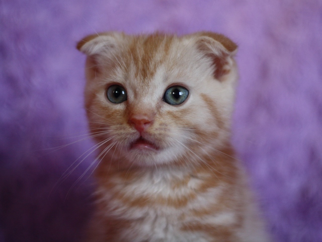 スコティッシュフォールドの子猫画像