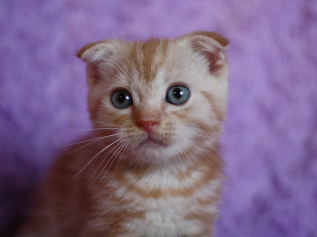 スコティッシュフォールドの子猫画像