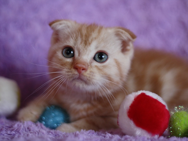 スコティッシュフォールドの子猫画像