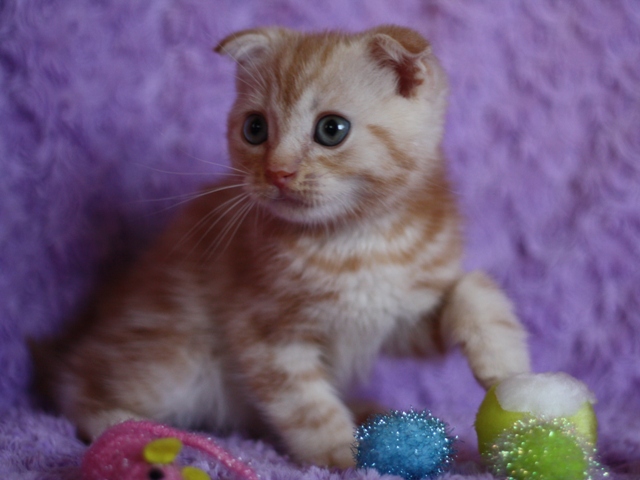 スコティッシュフォールドの子猫画像