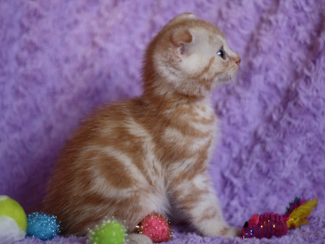 スコティッシュフォールドの子猫画像