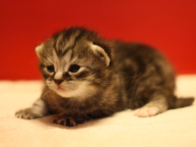 スコティッシュフォールドの子猫