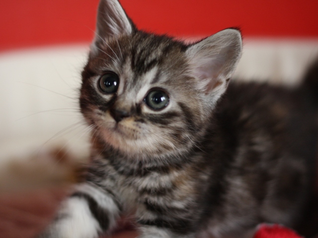 スコティッシュフォールドの子猫画像